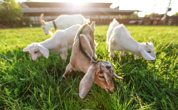 istock Three goat kids grazing on fresh spring grass, their blurred mother and sun backlight farm in background. Wide angle photo. 1128310168