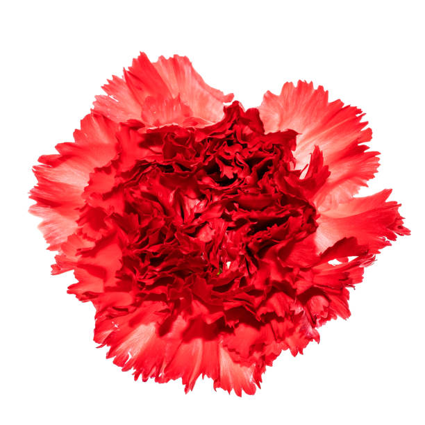 istock Head of carnation flower isolated on white background. 1128310311