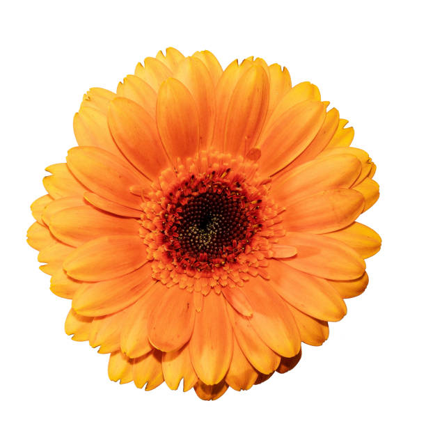 istock Head of gerbera flower isolated on white background. 1128310931
