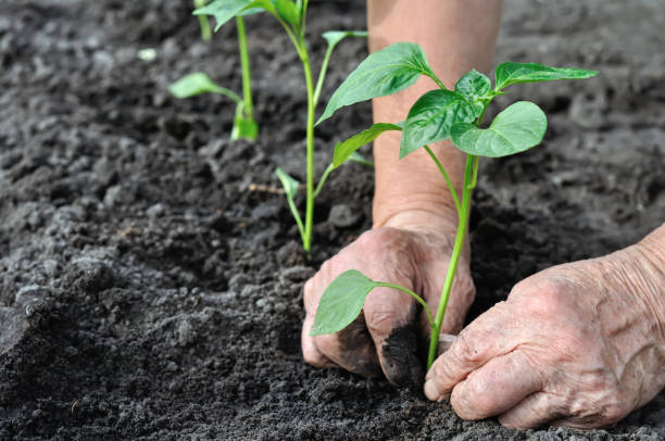 istock gardener's hands planting a pepper seedling 1128312921