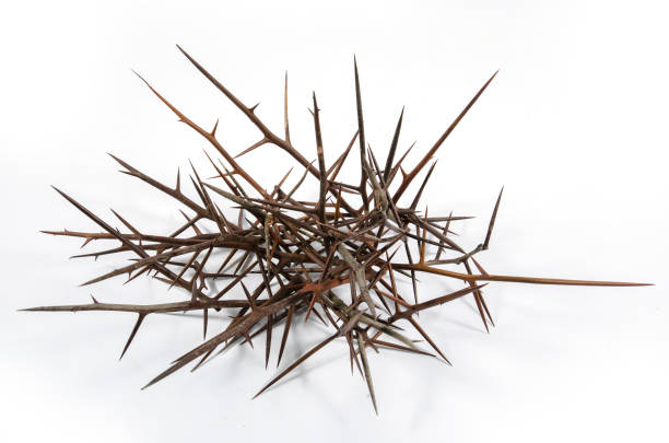 istock Spines of acacia (Gleditsia triacanthos). 1128315878