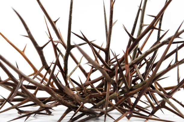 istock Spines of acacia (Gleditsia triacanthos). 1128315930