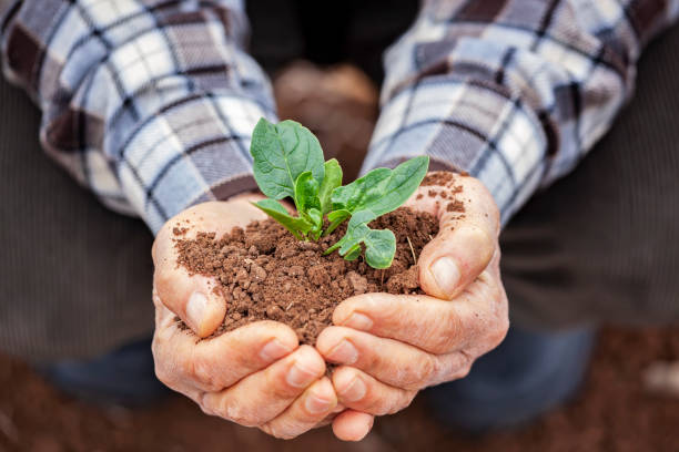 istock Senior man hands holding new growth plant 1128315999