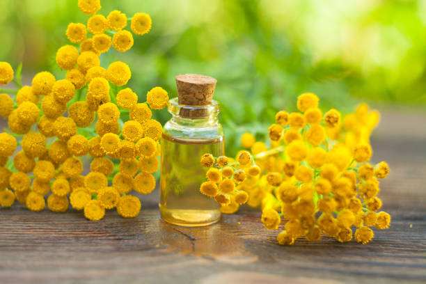 tansy essential oil in  beautiful bottle on table stock photo