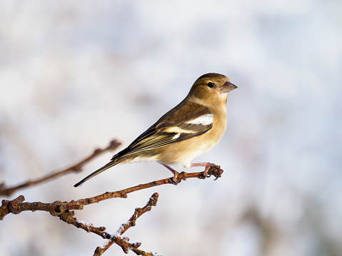 Female Chaffinch perched on a branch