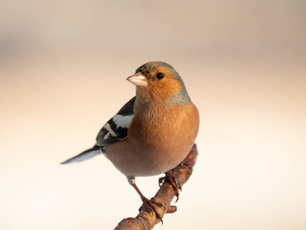 chaffinch Male chaffinch male common chaffinch bird fringilla coelebs stock pictures, royalty-free photos & images