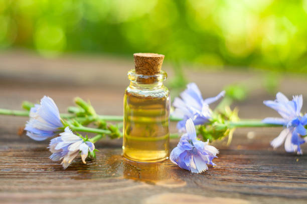 istock chicory essential oil in  beautiful bottle on table 1128318355