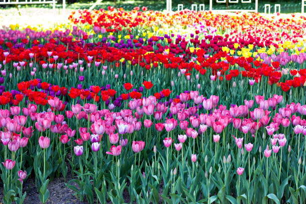 istock Field, flower bed with pink tulips 1128318536