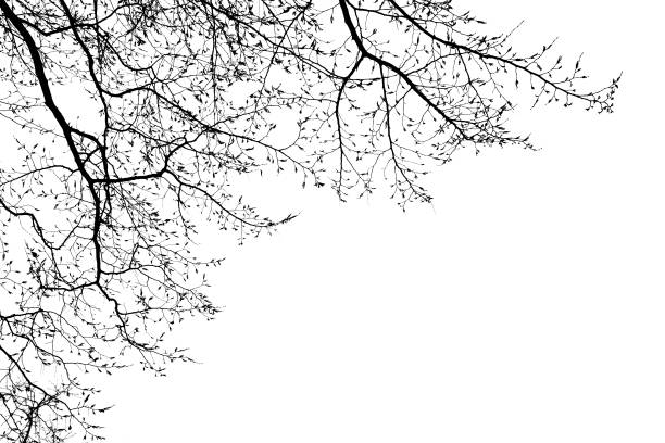 bare tree branches in winter - abstract autumn bare tree empty imagens e fotografias de stock