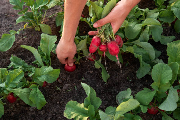 primer plano de la mano de rábanos en la plantación de la cosecha - radish fotografías e imágenes de stock