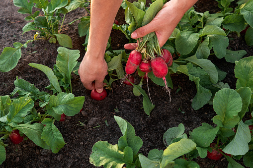 Close-up of woman farmer hand picking radish on the vegetable garden. Organic farming concept