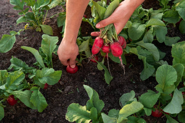Close-up of hand harvesting radishes on the plantation Close-up of woman farmer hand picking radish on the vegetable garden. Organic farming concept radish stock pictures, royalty-free photos & images
