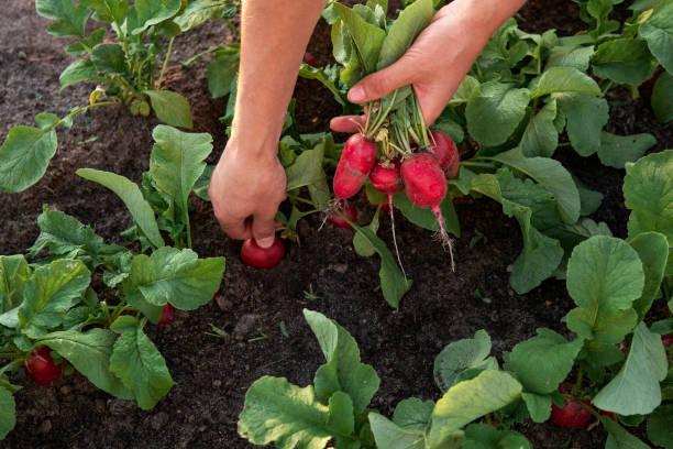 Close-up of hand harvesting radishes on the plantation Close-up of woman farmer hand picking radish on the vegetable garden. Organic farming concept Radishes stock pictures, royalty-free photos & images
