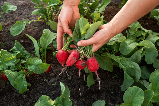 Close-up of woman farmer hand picking radish on the vegetable garden. Organic farming concept