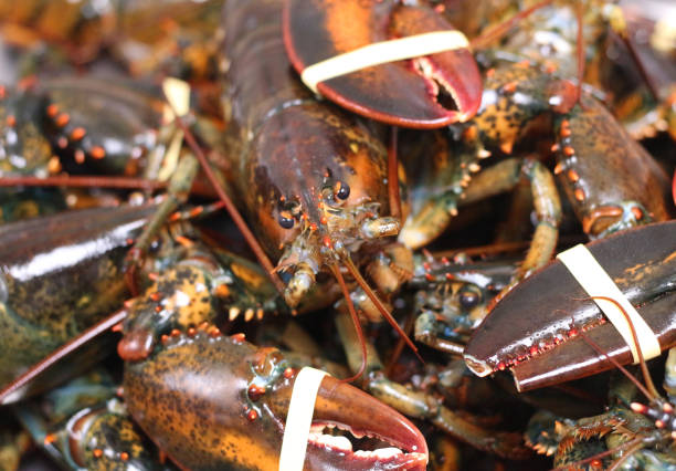 istock Canadian rock lobster with claw rubber band 1128319541