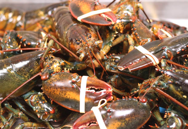 istock Canadian rock lobster 1128319544