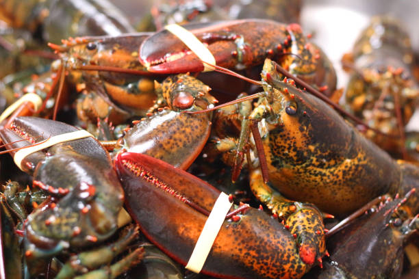 istock Canadian rock lobster 1128319599