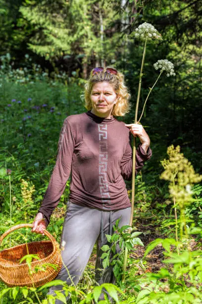 Young woman with a basket in the woods. Giant Hogweed or Heracleum mantegazzianum plant