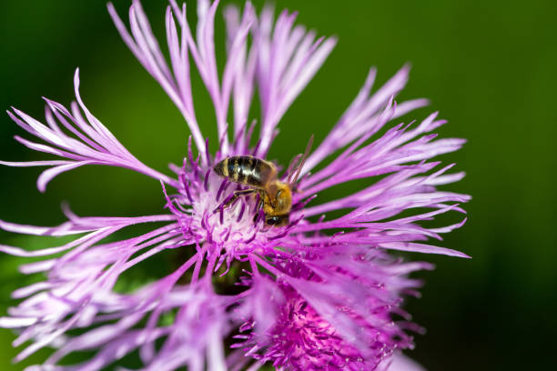 Bee on the Brown Knapweed (centaurea jacea) in a forest closeup
