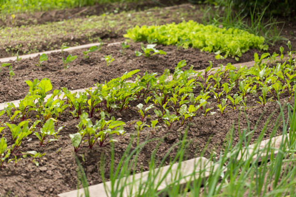 istock Growing beets in the garden 1128320046