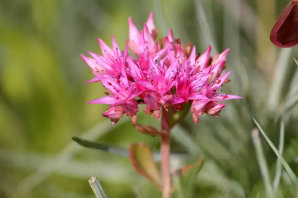 Pink flower of Sedum spurium or Caucasian stonecrop in garden