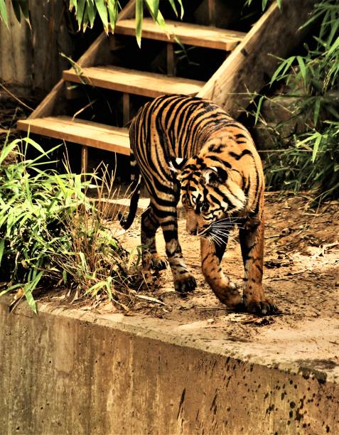 istock A picture of a Tiger 1128320901