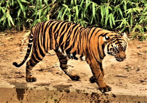 A Picture Of A Tiger Stock Photo - Download Image Now - Animal, Animal Body Part, Animal Hair - iStock A Picture Of A Tiger Stock Photo - Download Image Now - Animal, Animal Body Part, Animal Hair - iStock