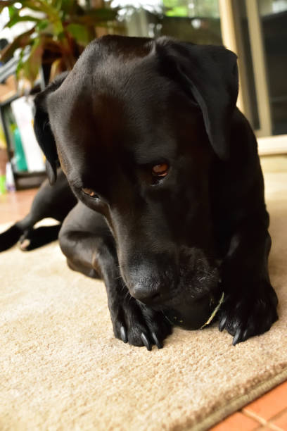 istock Labrador Chewing Tennis Ball 1128321813
