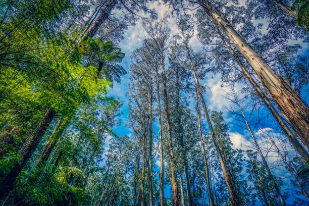 istock Wonderful rainforest in Australia 1128322005