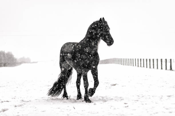 istock galloping Frisian stallion 1128322193
