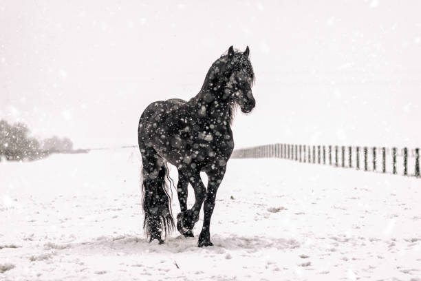 istock galloping Frisian stallion 1128322198