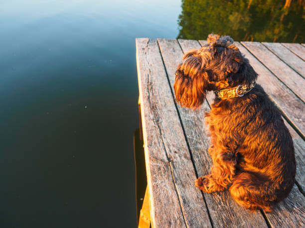 istock A small terrier on the bridge on the river 1128323682