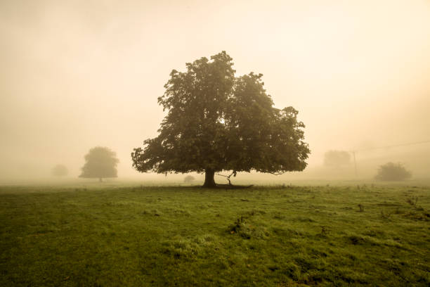 istock Spooky tree in English countryside 1128324183