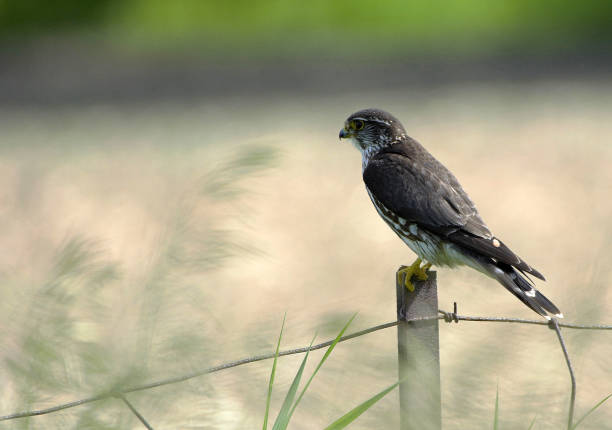 Merlin - Falcon Merlin sitting on fence post hunting falco columbarius stock pictures, royalty-free photos & images