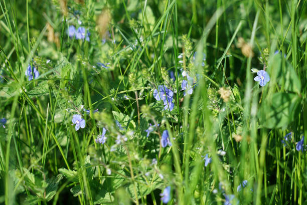 istock Pale blue wildflowers among the lush grass in early spring 1128332556