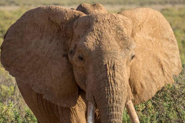 istock Close up of African Elephant 1128332770