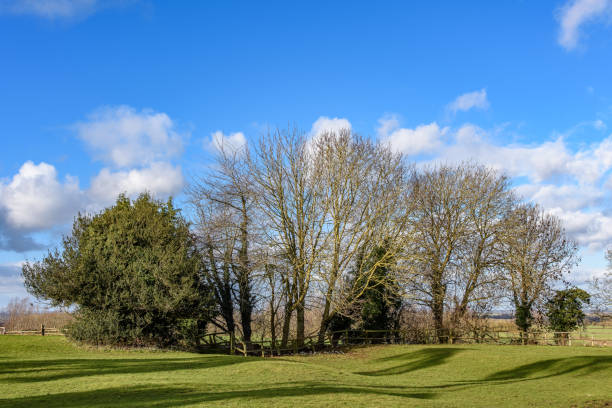 istock A rural winter scene with a group of trees. 1128332874