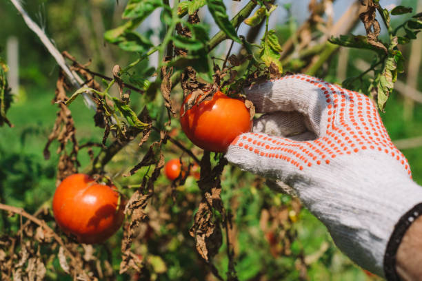 istock Hand picking tomato in organic vegetable garden 1128334948