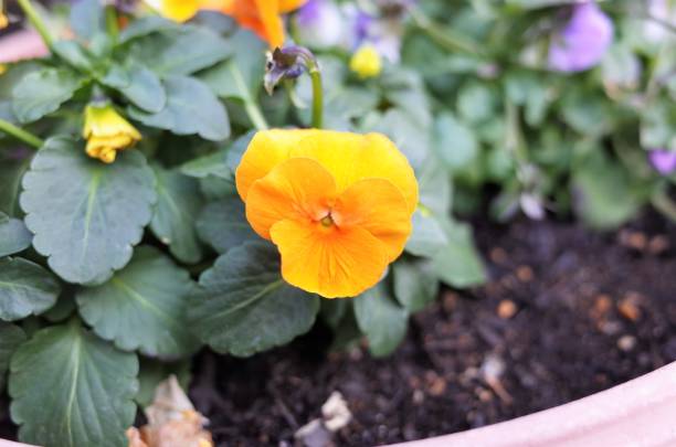 istock Yellow cute flower - gardening 1128336231