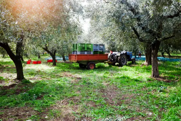 A full cart with cases of olives ready to be pulled by tractor to the the local olive oil mill.