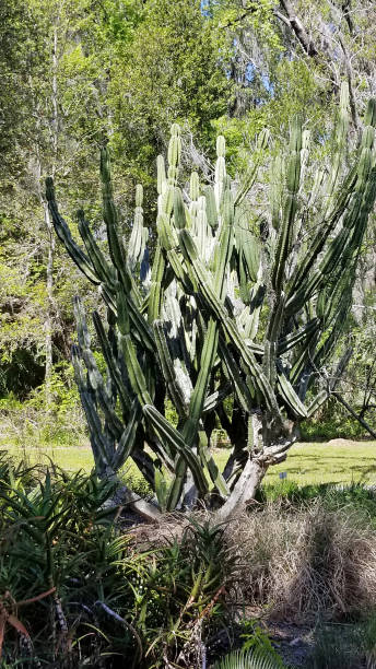 istock Central Florida Natural Gardens and Parks 1128336944