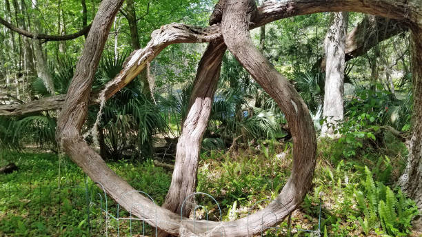 istock Central Florida Natural Gardens and Parks 1128337026