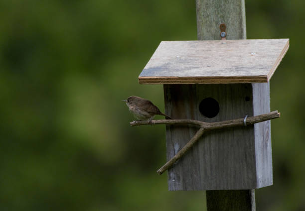 istock House Wren at bird house 1128337196
