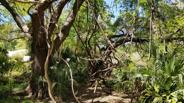 istock Central Florida Natural Gardens and Parks 1128337223