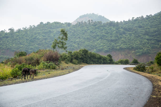 etiopia: highlands - ethiopian highlands zdjęcia i obrazy z banku zdjęć