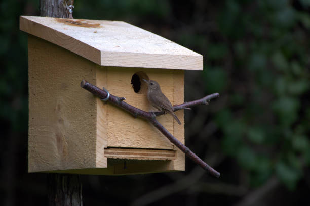 A starling chick with an open beak looks out of the birdhouse .