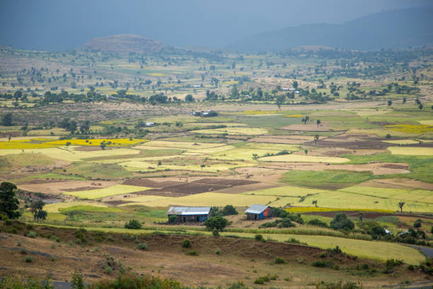 istock Ethiopia: Farmlands in the Amhara Region 1128338879