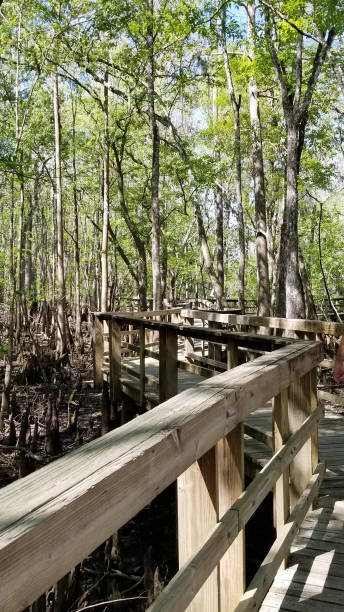 istock Manatee Springs State Park in Chiefland, FL 1128341497