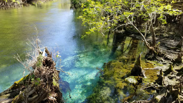 istock Manatee Springs State Park in Chiefland, FL 1128341526