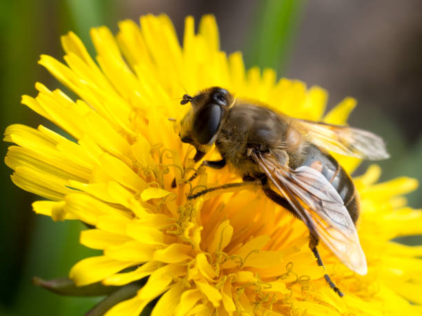istock Bee sitting on a dandelion flower 1128344399